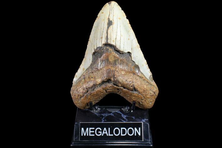 Fossil Megalodon Tooth - North Carolina #83975
